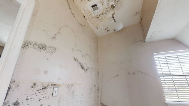 Best Air Quality Testing for Mold Spores  in Lacy Lakeview, TX