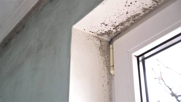 Best Mold Removal for HVAC Installations  in Lacy Lakeview, TX
