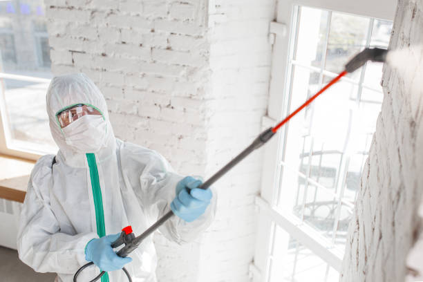 Best Mold Documentation for Insurance Claims  in Lacy Lakeview, TX