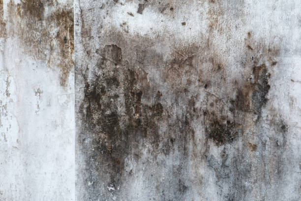Best Indoor Air Quality Assessment  in Lacy Lakeview, TX