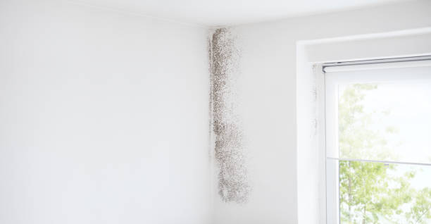 Best Crawl Space Mold Remediation  in Lacy Lakeview, TX