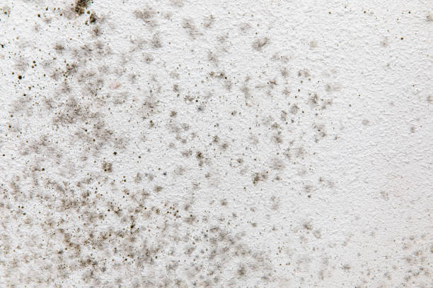 Best Mold Prevention Services  in Lacy Lakeview, TX