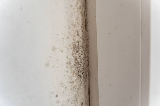 Best Real Estate Mold Inspection  in Lacy Lakeview, TX